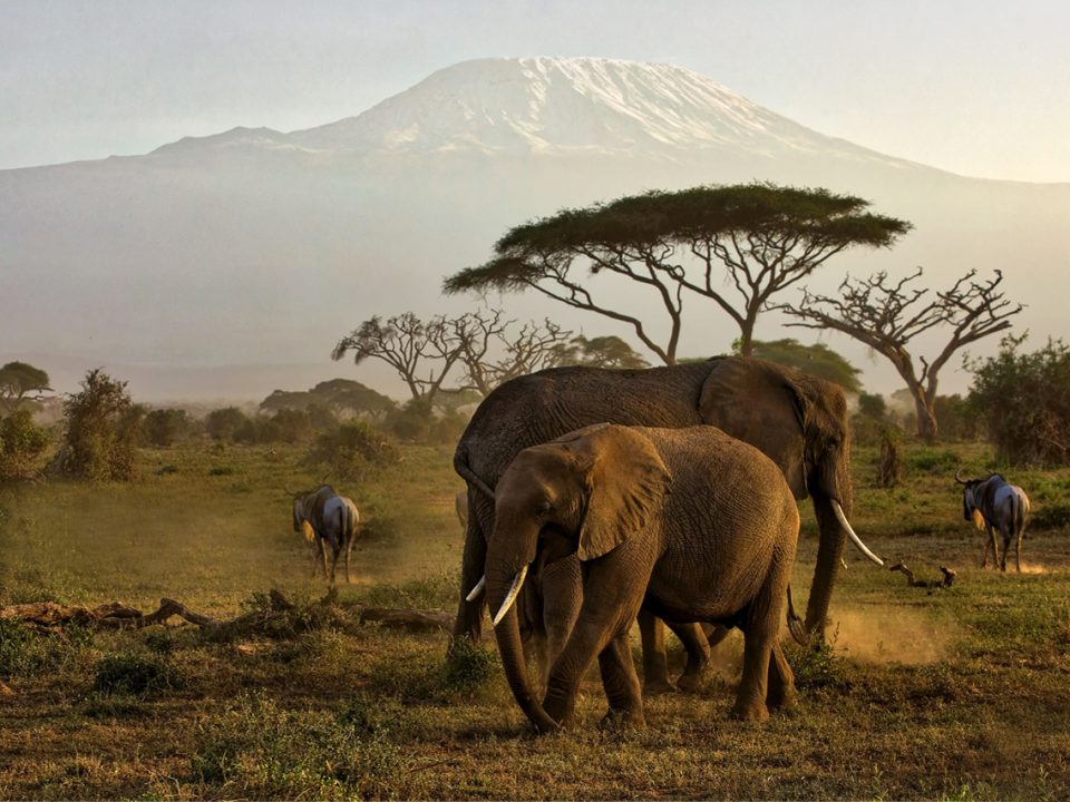 Game drive in Tsavo & Amboseli