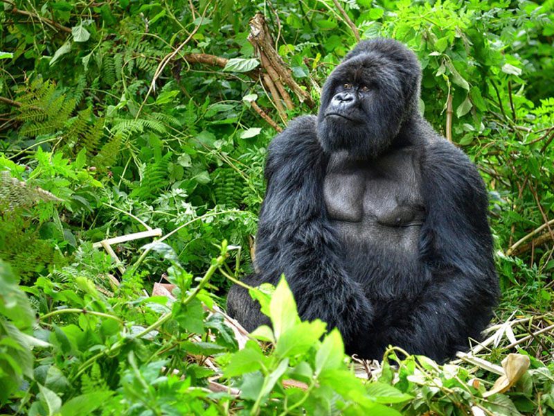 3 Days Bwindi Gorilla Tracking