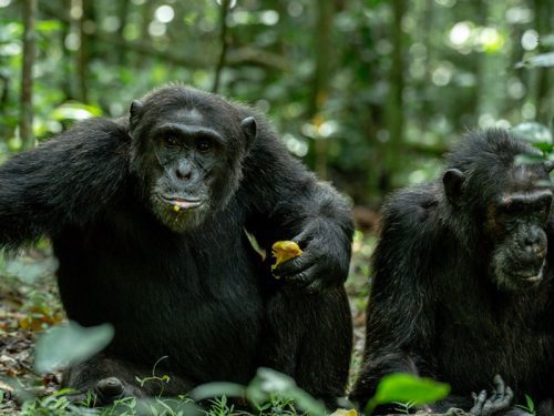 chimpanzee safari Uganda combined with Bigodi Wetland and western Uganda scenery