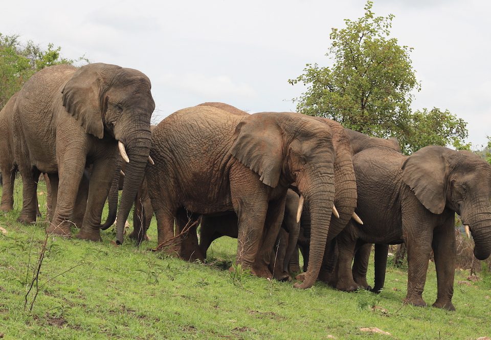 3 Days Akagera Wildlife Safari