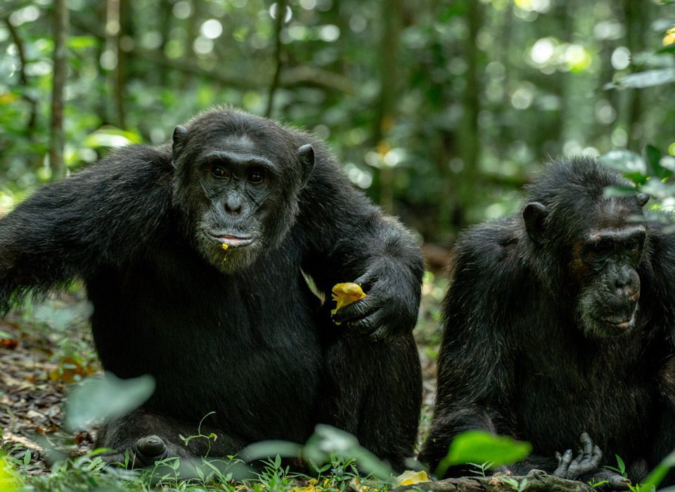 Kibale National Park Uganda