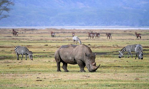 3 Days Ngorongoro Crater Safari