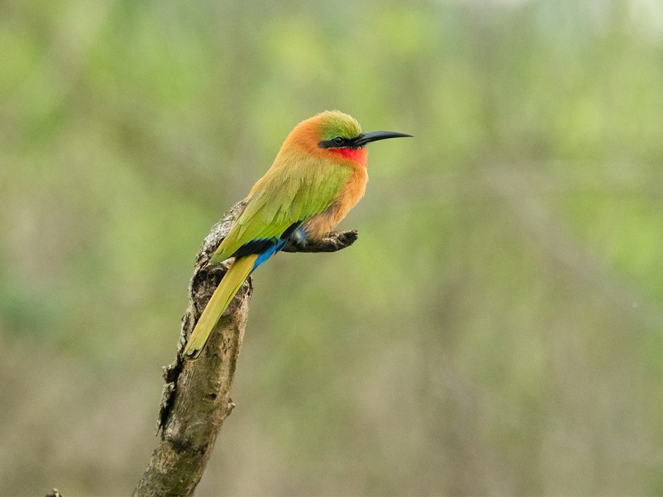 10 Days Birding Uganda Safari