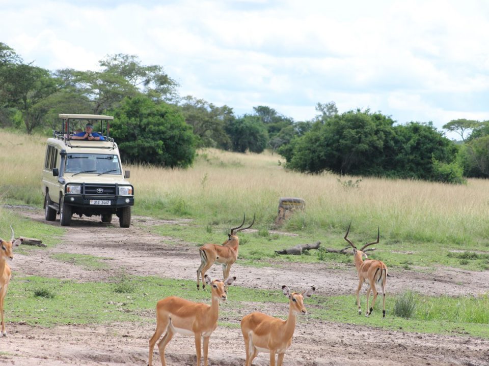 Gam Drive in lake mburo national park