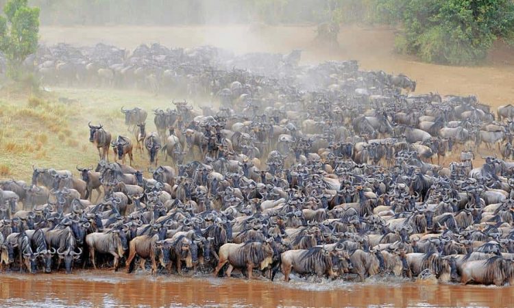 5 Days Tanzania Migration safari