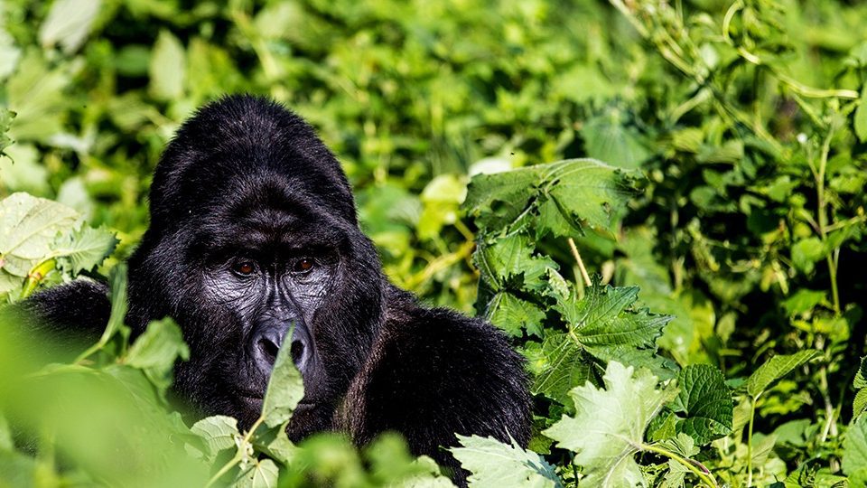 5 Days Wildlife Gorilla Safari