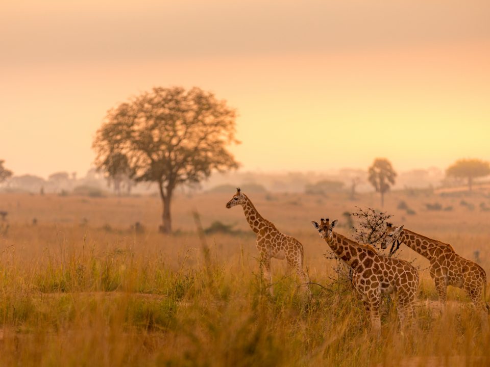 Murchison Falls National Park