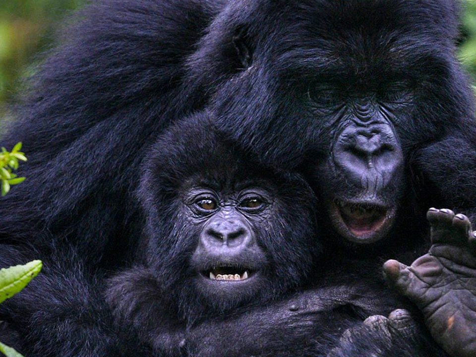 8 Days Gorillas Chimpanzees Big Five