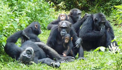 chimpanzee trekking Uganda experience with chimpanzees high in the Kibale canopy