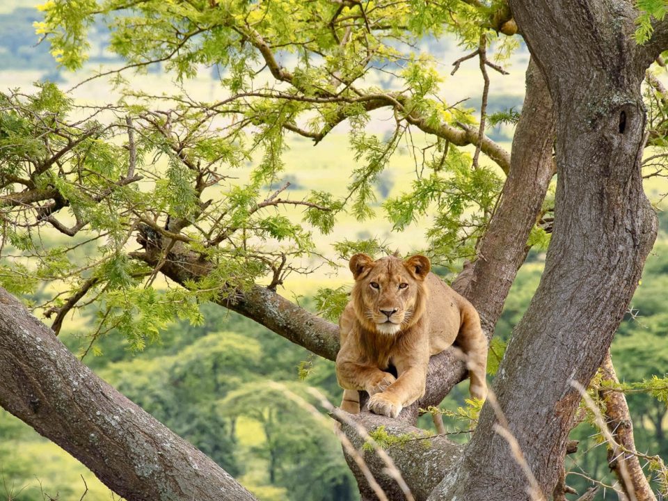 Queen Elizabeth National Park