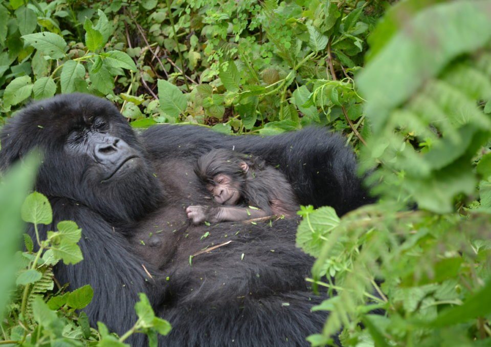Rwanda Tours Africa