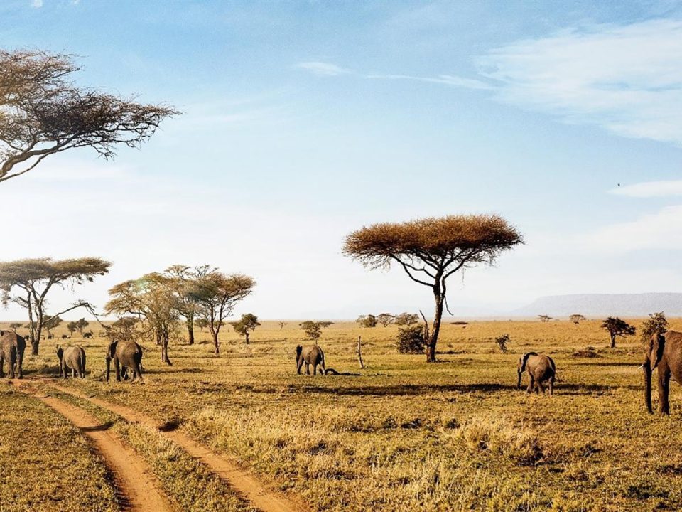 3 Days Serengeti National Safari