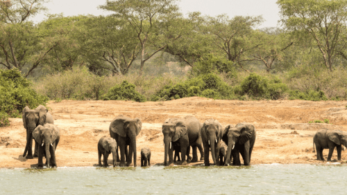 Wildlife safari Uganda in Kidepo Valley National Park