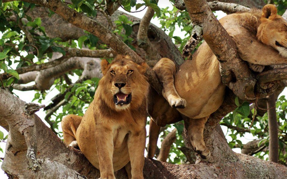 3 Days Queen Elizabeth Safari