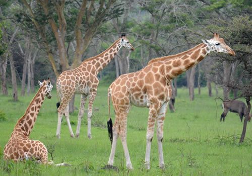 3 Day Lake Mburo Safari