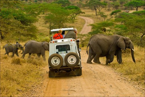Kenya safari packages in a 4x4 Land Cruiser watching elephants on the savannah