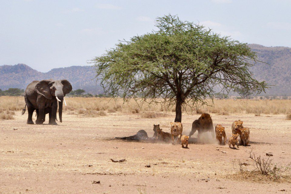 Ngorongoro Crater Tanzania