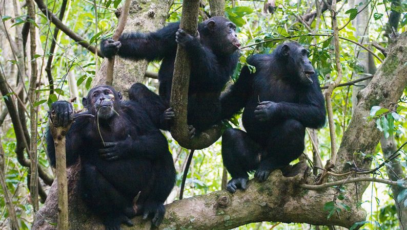 Nyungwe National Park Rwanda