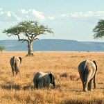Tanzania safari cost itinerary with travelers viewing wildlife in Ngorongoro