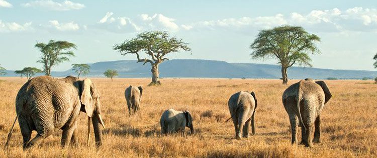 Tanzania safari cost itinerary with travelers viewing wildlife in Ngorongoro