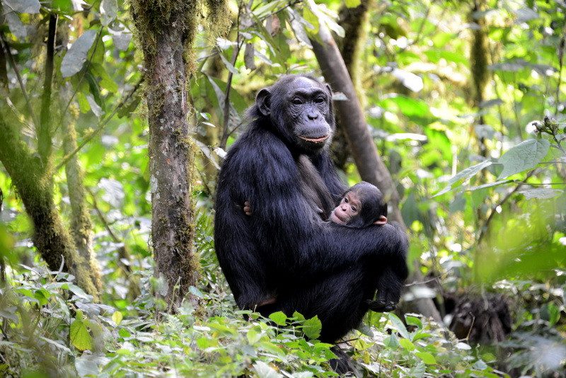 3 Days Chimpanzee Trekking in Uganda