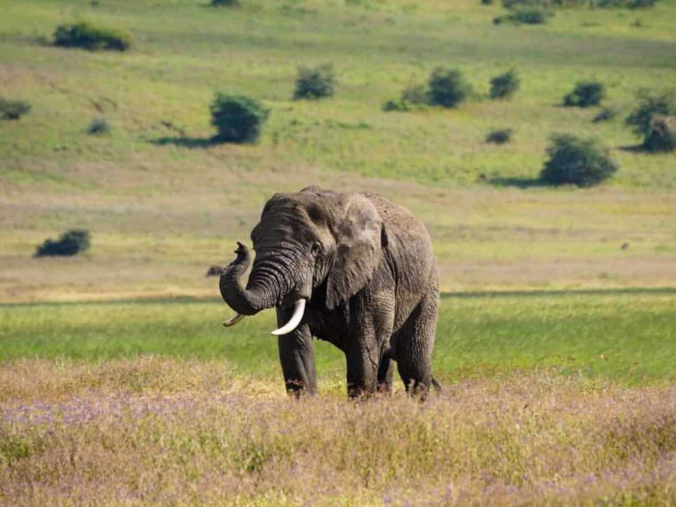 Lake Manyara Tanzania 