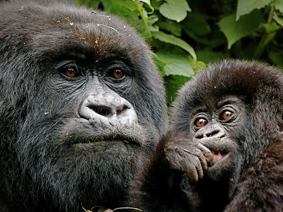 2 Days Gorilla Tracking Rwanda