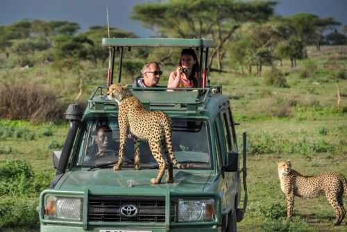 afari vehicle watching wildlife in Serengeti National Park