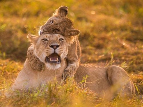Kenya safari packages including accommodation, meals, park fees and game drives