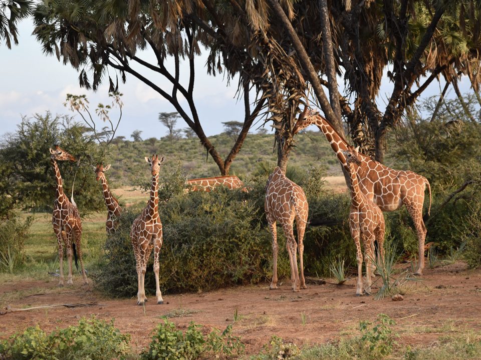 13 Days Classic Luxury Safari