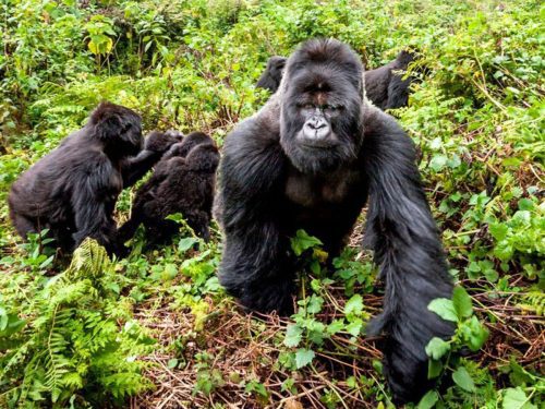 Rwanda gorilla safari itinerary combining Volcanoes National Park and Kigali