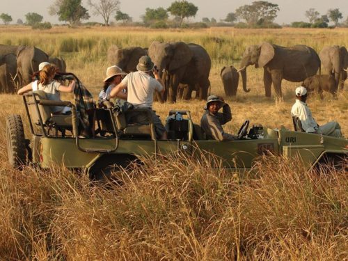 Kenya safari packages with a private 4x4 Land Cruiser during a game drive