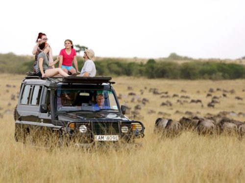 Kenya vs Tanzania safari migration season with wildebeest crossing a river