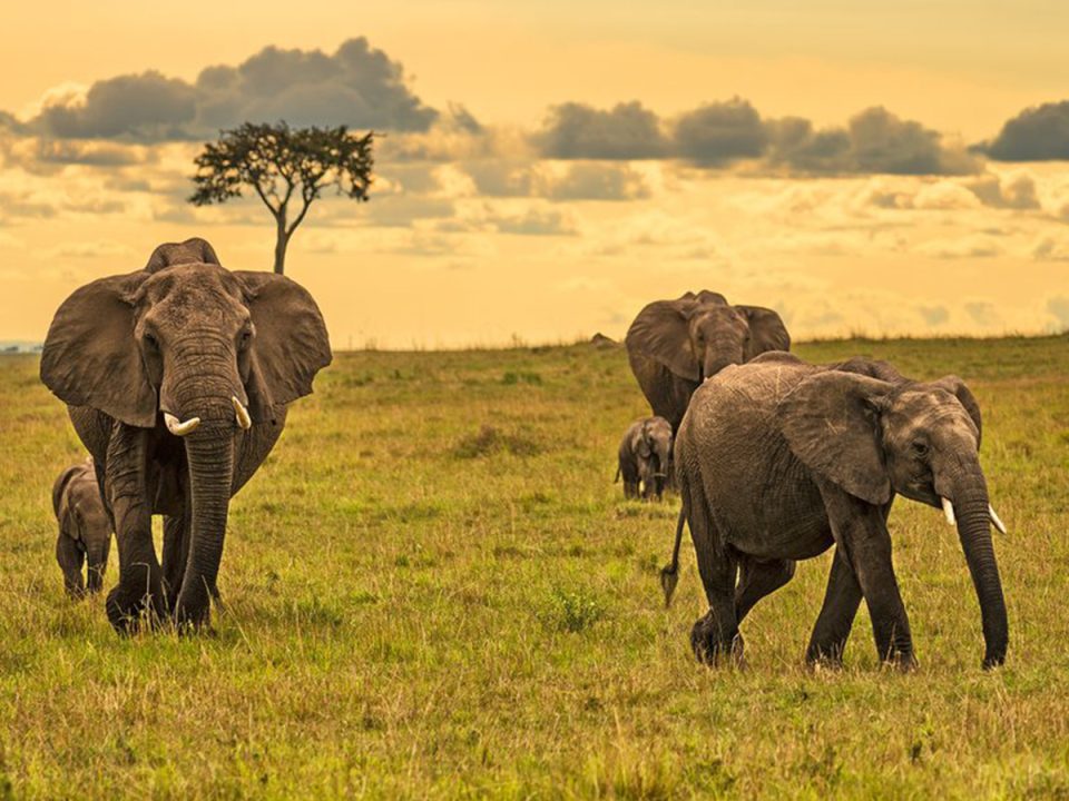 6 Days Kenya Photography Safari