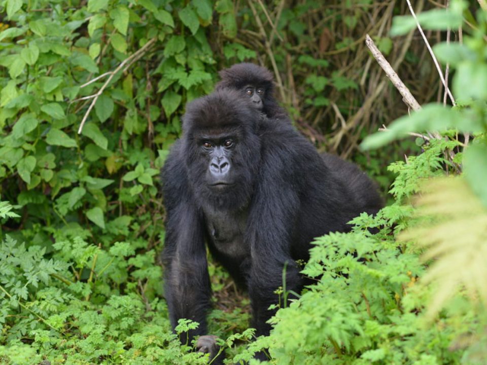 Uganda Africa Tours & Safaris