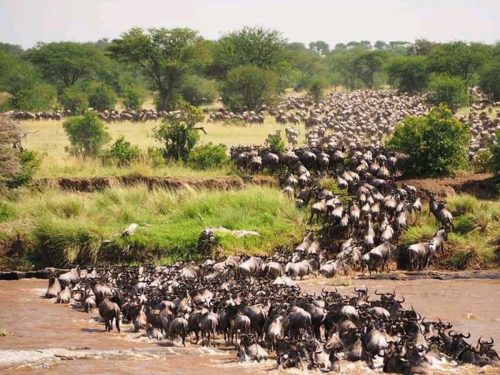 Wildebeest crossing the Mara River during the Great Migration