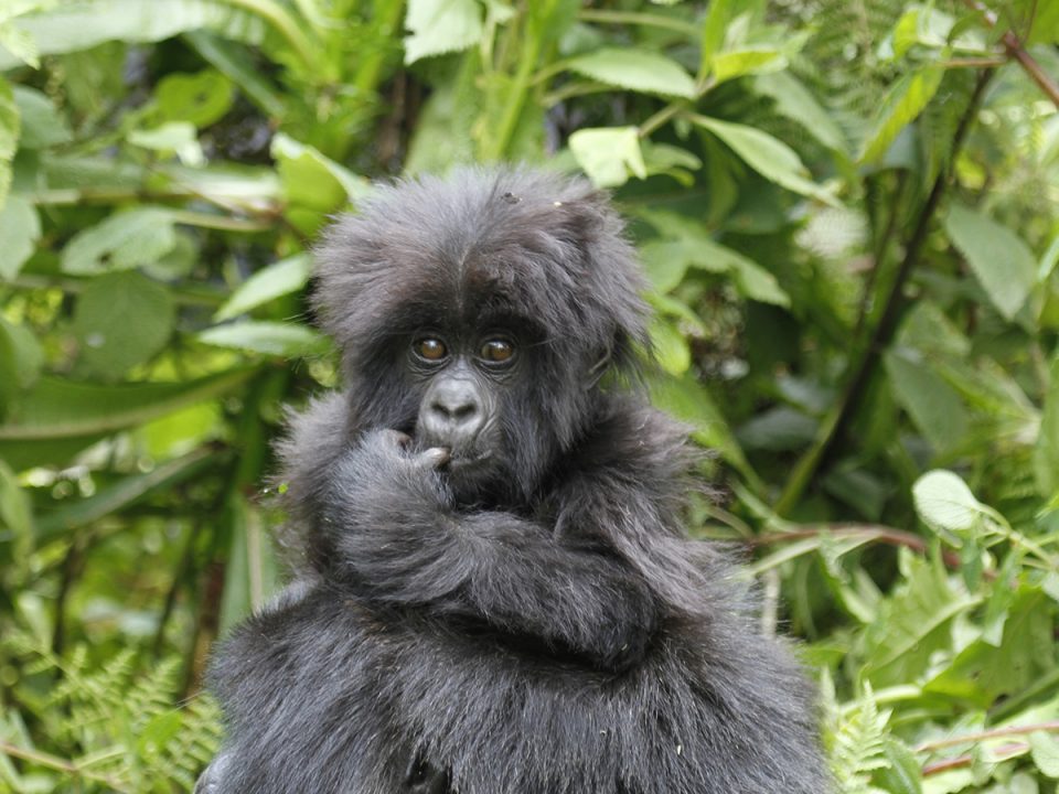 13 Days Uganda Rwanda Tour