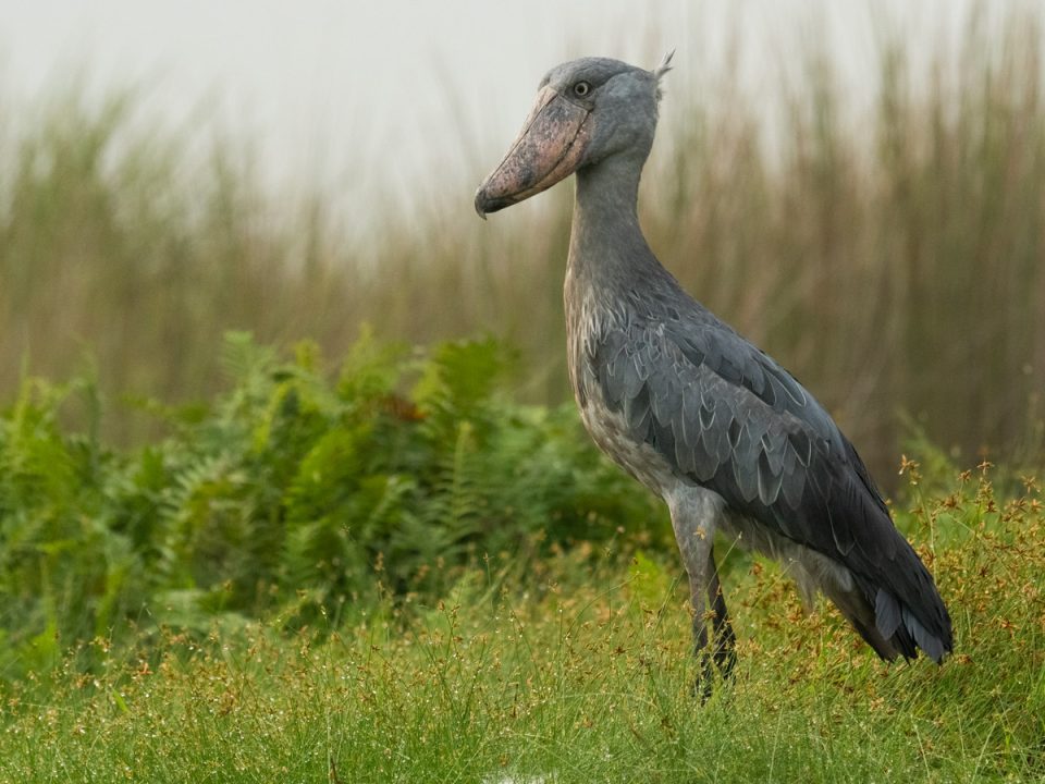 17 Days Birding Uganda Safaris
