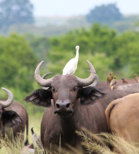 affordable Uganda safari accommodation near a national park