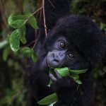 Uganda Kenya Rwanda Tanzania