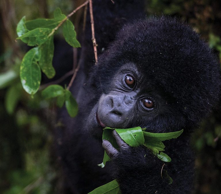 Uganda Kenya Rwanda Tanzania