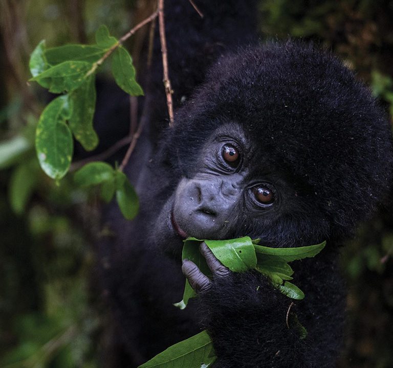 Uganda Kenya Rwanda Tanzania