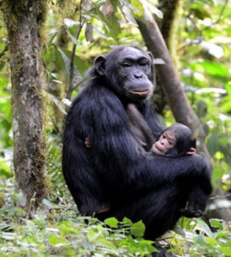 Kibale National Park chimpanzee in forest