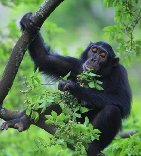 Kibale chimpanzee trekking guide and visitors watching chimpanzees in the forest