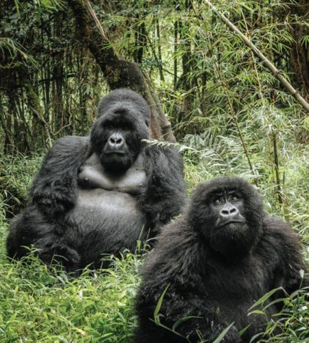 Rwanda gorilla trekking in the rainy season with mist over the Virunga mountains