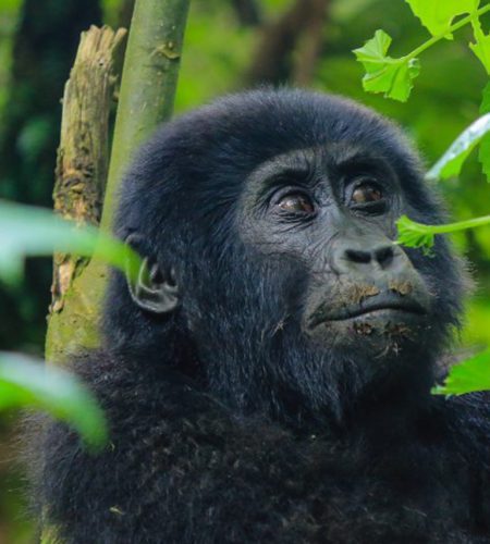 Gorilla permit and travel planning documents for Volcanoes National Park