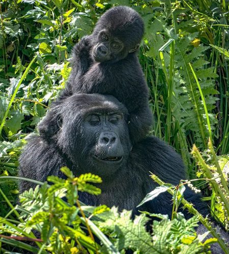 Mountain gorilla family in Volcanoes National Park during a Rwanda gorilla trekking experience