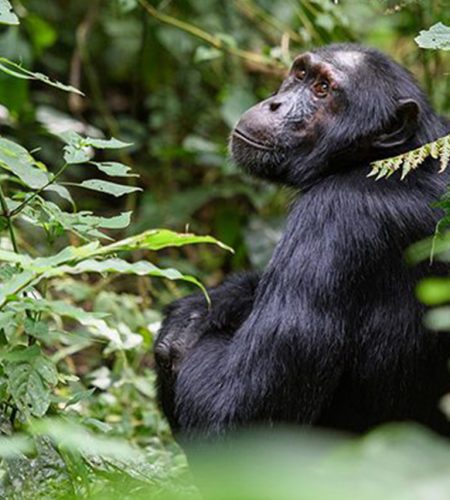 Uganda vs Rwanda gorilla trekking comparison in Bwindi and Volcanoes National Park
