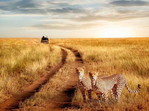 Serengeti National Park wildebeest migration crossing open grasslands during the dry season