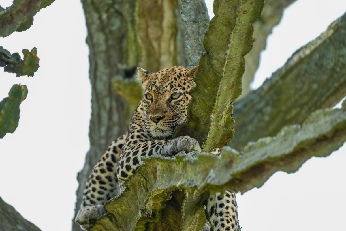 gorilla trekking in Bwindi Impenetrable Forest, Uganda